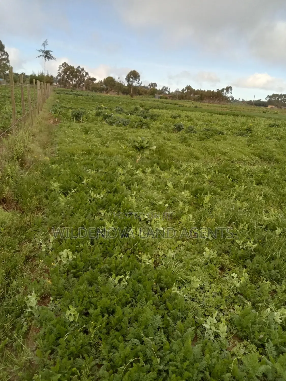 Magumu Kinangop: 50 Spacious 100-Square-Meter Plots for Sale! in Magumu