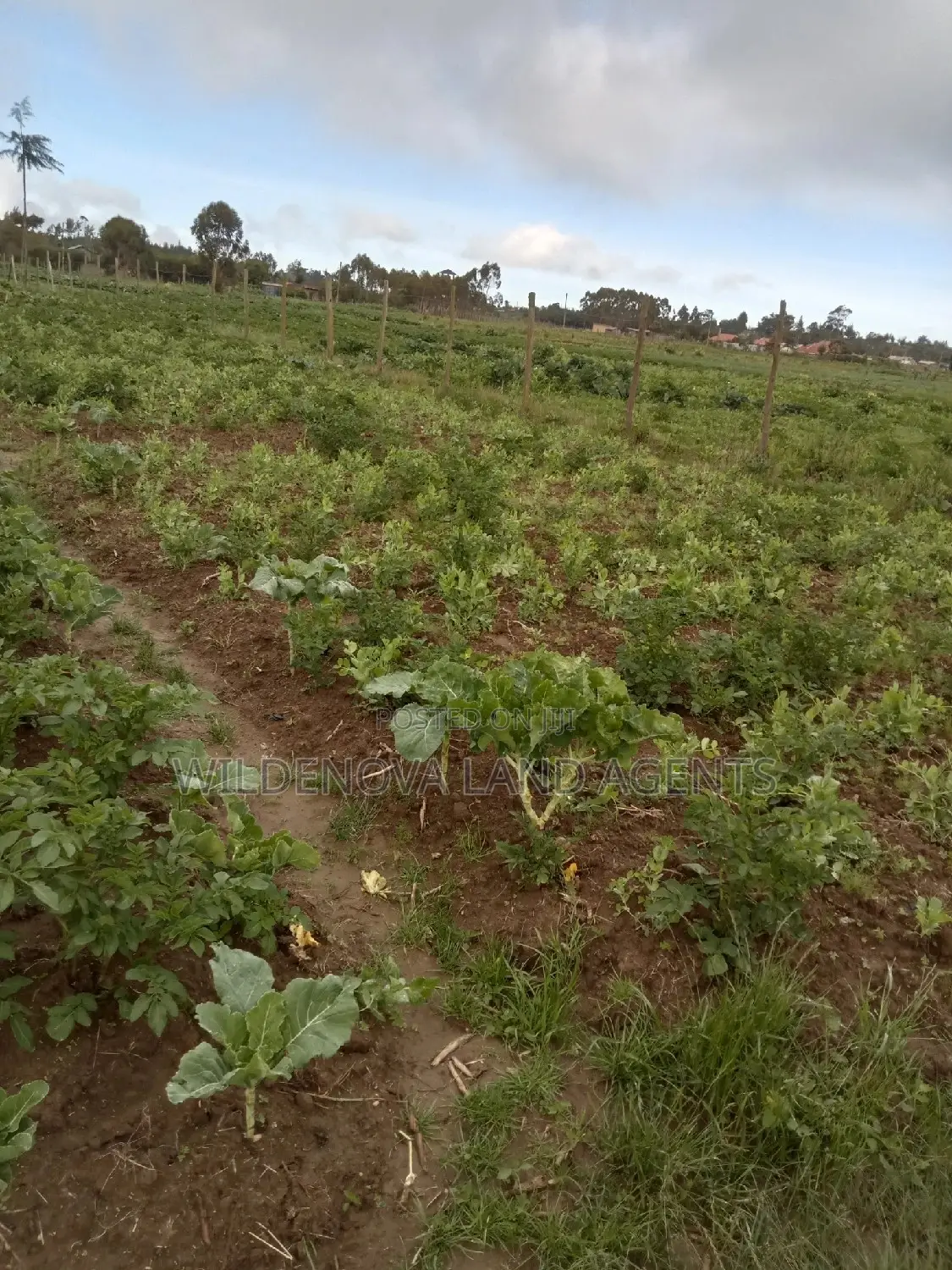 Magumu Kinangop: 50 Spacious 100-Square-Meter Plots for Sale! in Magumu