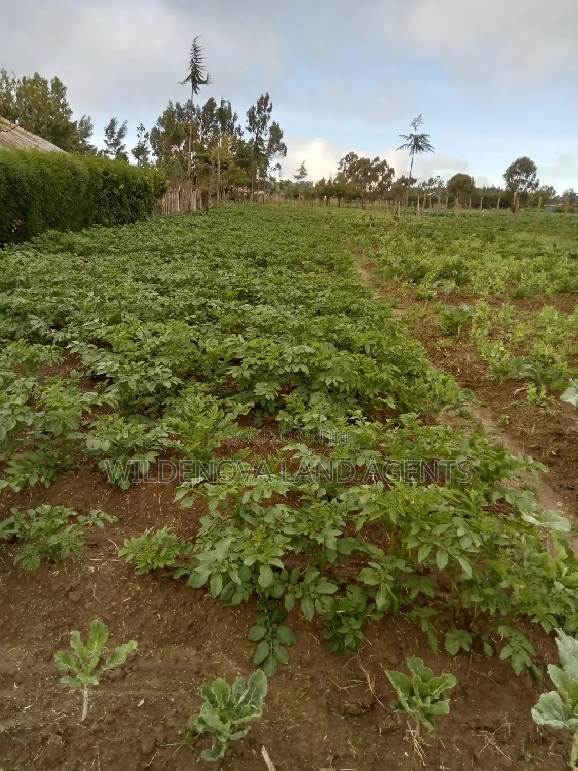 Magumu Kinangop: 50 Spacious 100-Square-Meter Plots for Sale! in Magumu