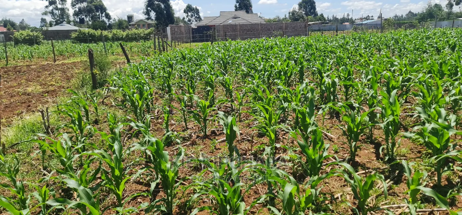 Prime 1/8 Plot for Sale in Sogomo Chepkoilel, Eldoret - Affordable Investment Opportunity in Kimumu