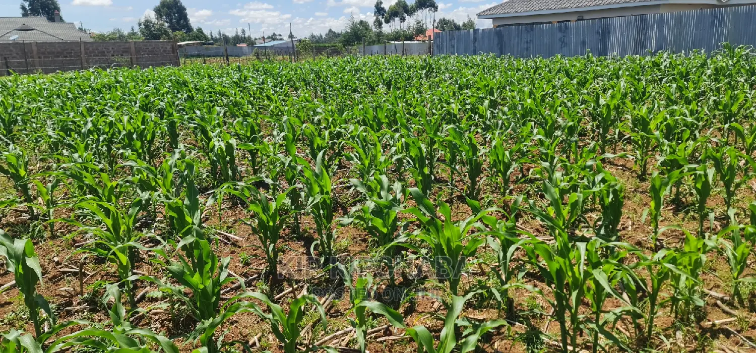 Prime 1/8 Plot for Sale in Sogomo Chepkoilel, Eldoret - Affordable Investment Opportunity in Kimumu