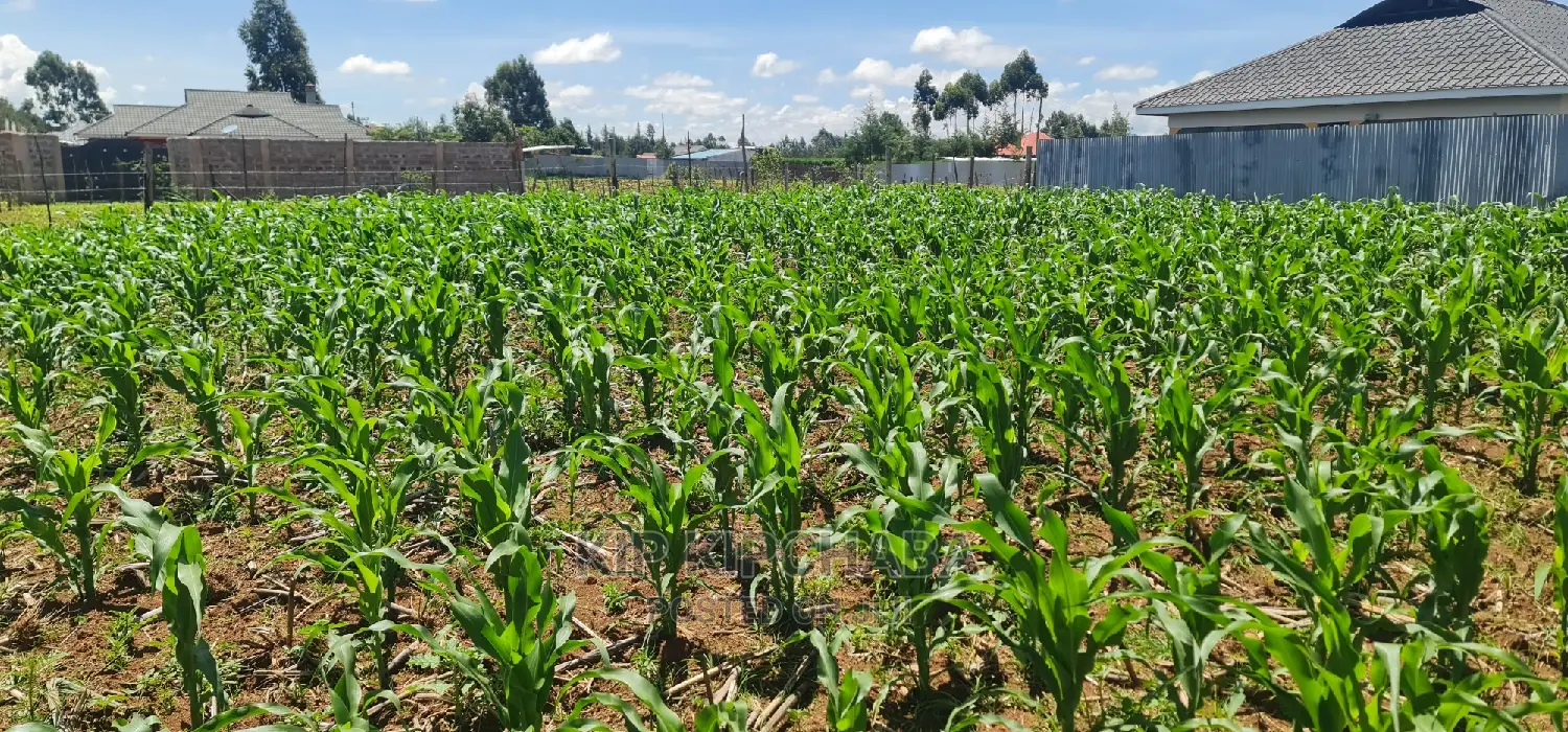 Prime 1/8 Plot for Sale in Sogomo Chepkoilel, Eldoret - Affordable Investment Opportunity in Kimumu