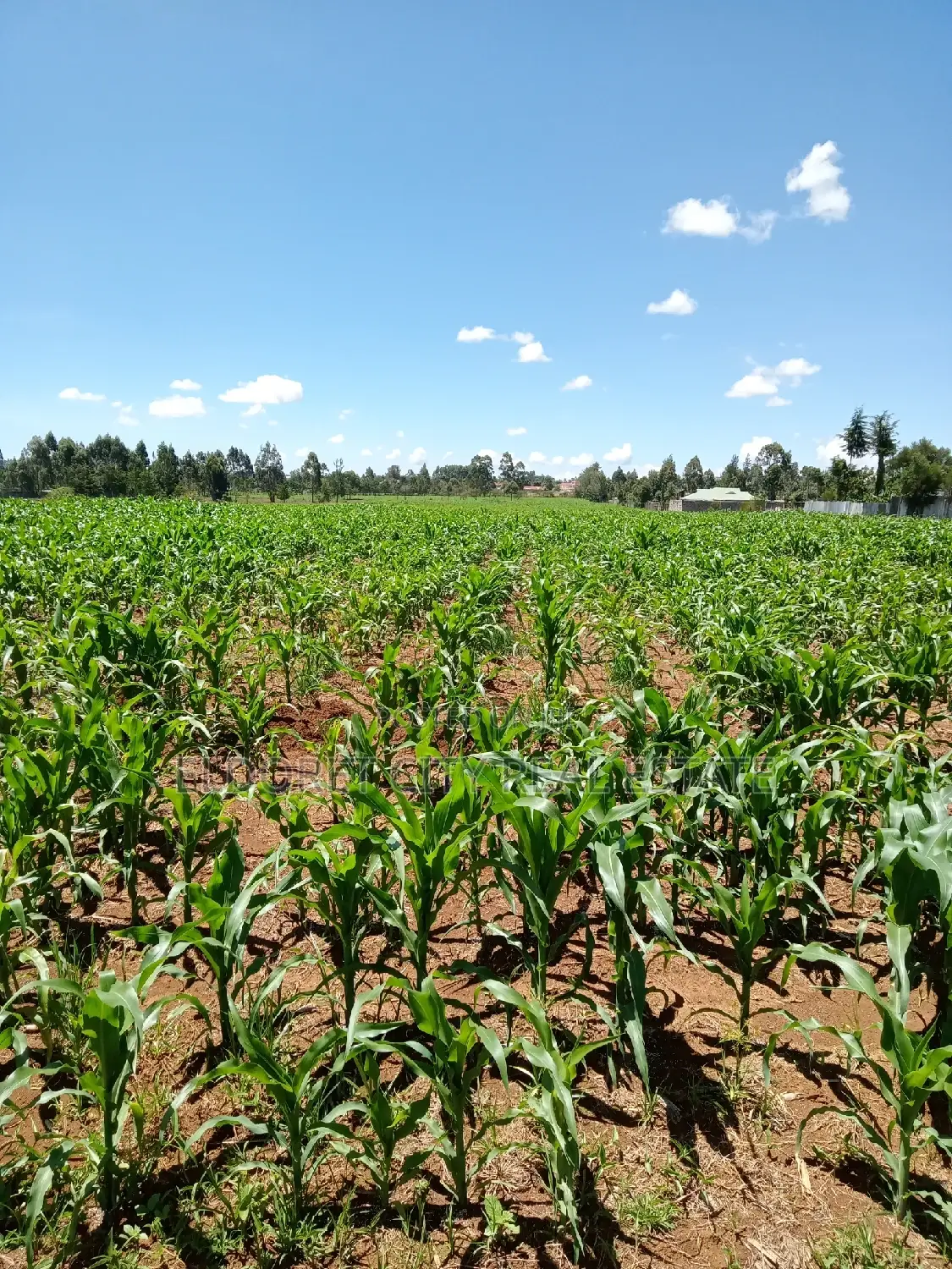 Annex Title Land: 10 Acres For Sale in Soy