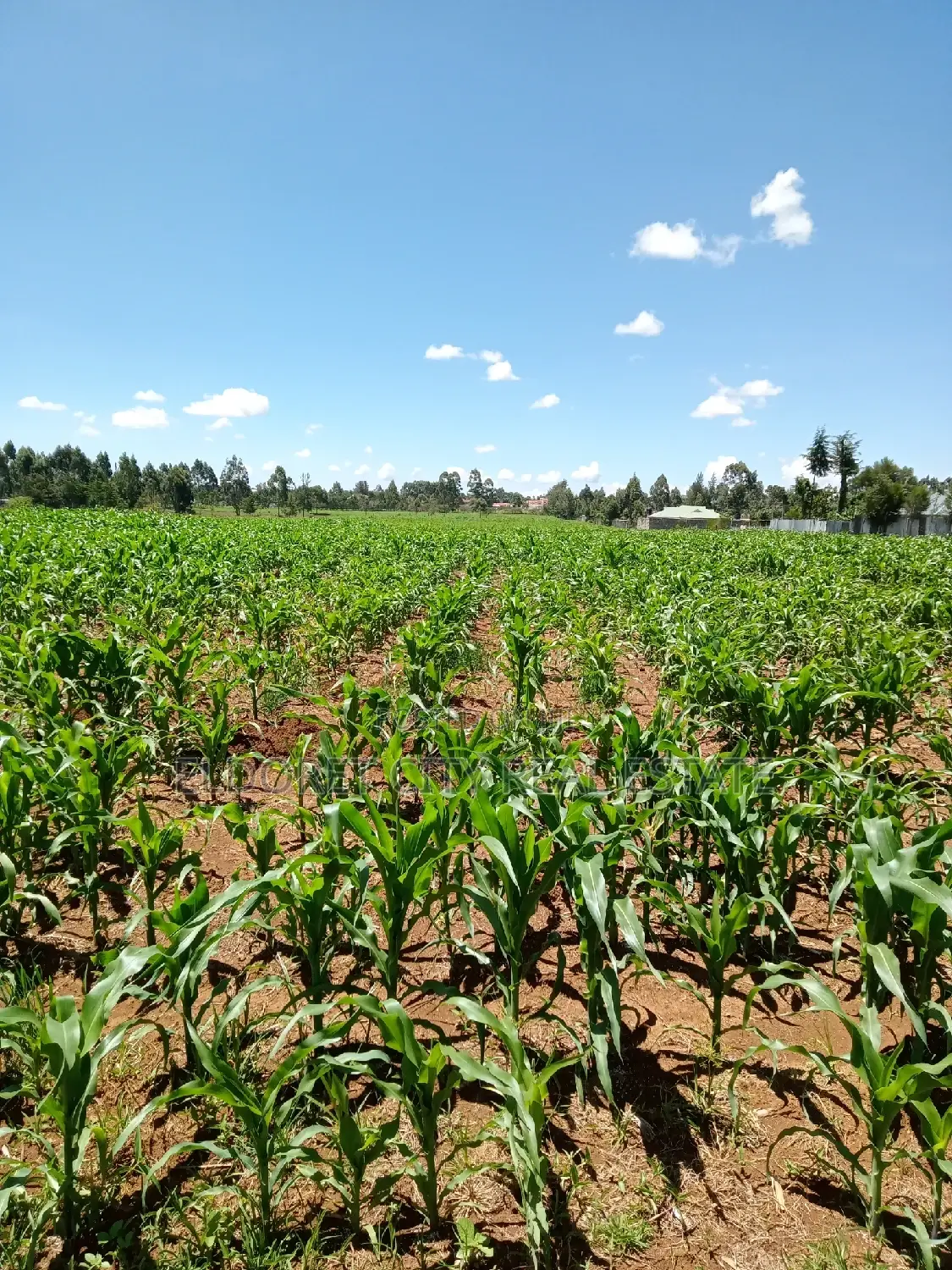 Annex Title Land: 10 Acres For Sale in Soy