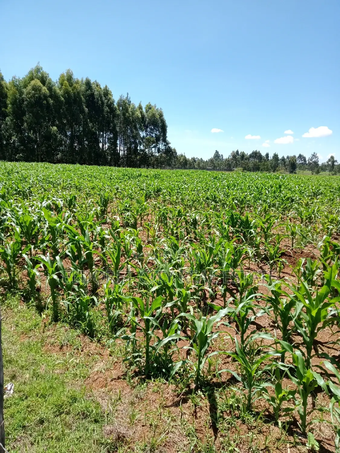 Annex Title Land: 10 Acres For Sale in Soy