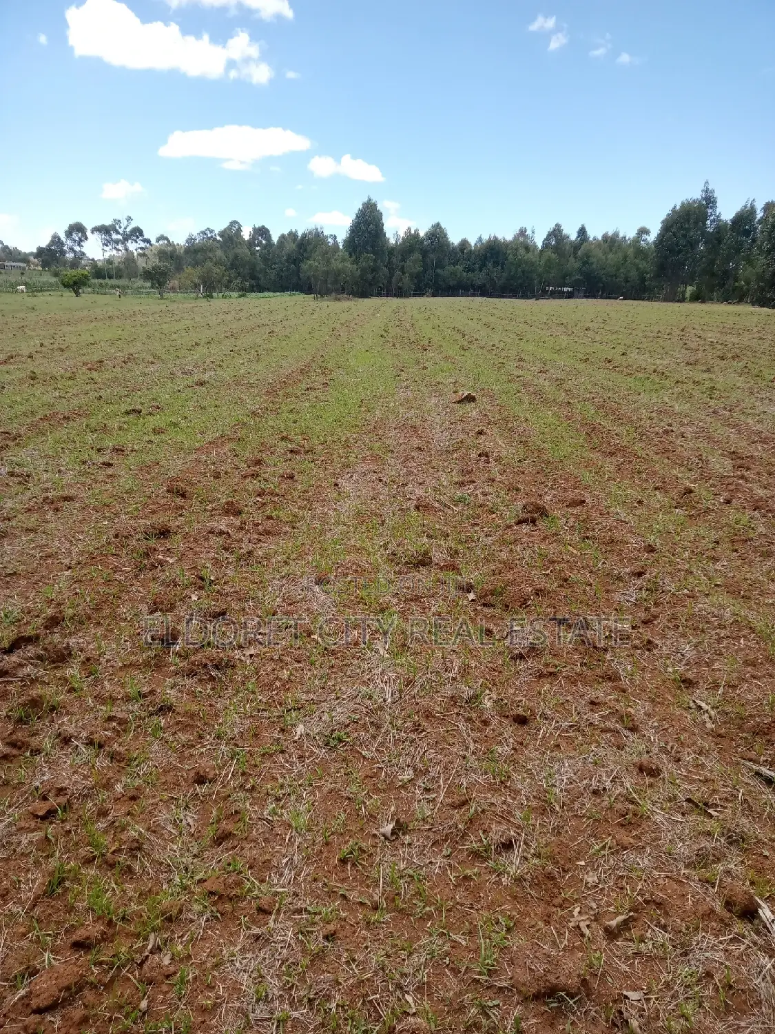 Cheplasgei 65-Acre Title Land: Your Gateway to a Profitable, Picturesque Adventure in Soy