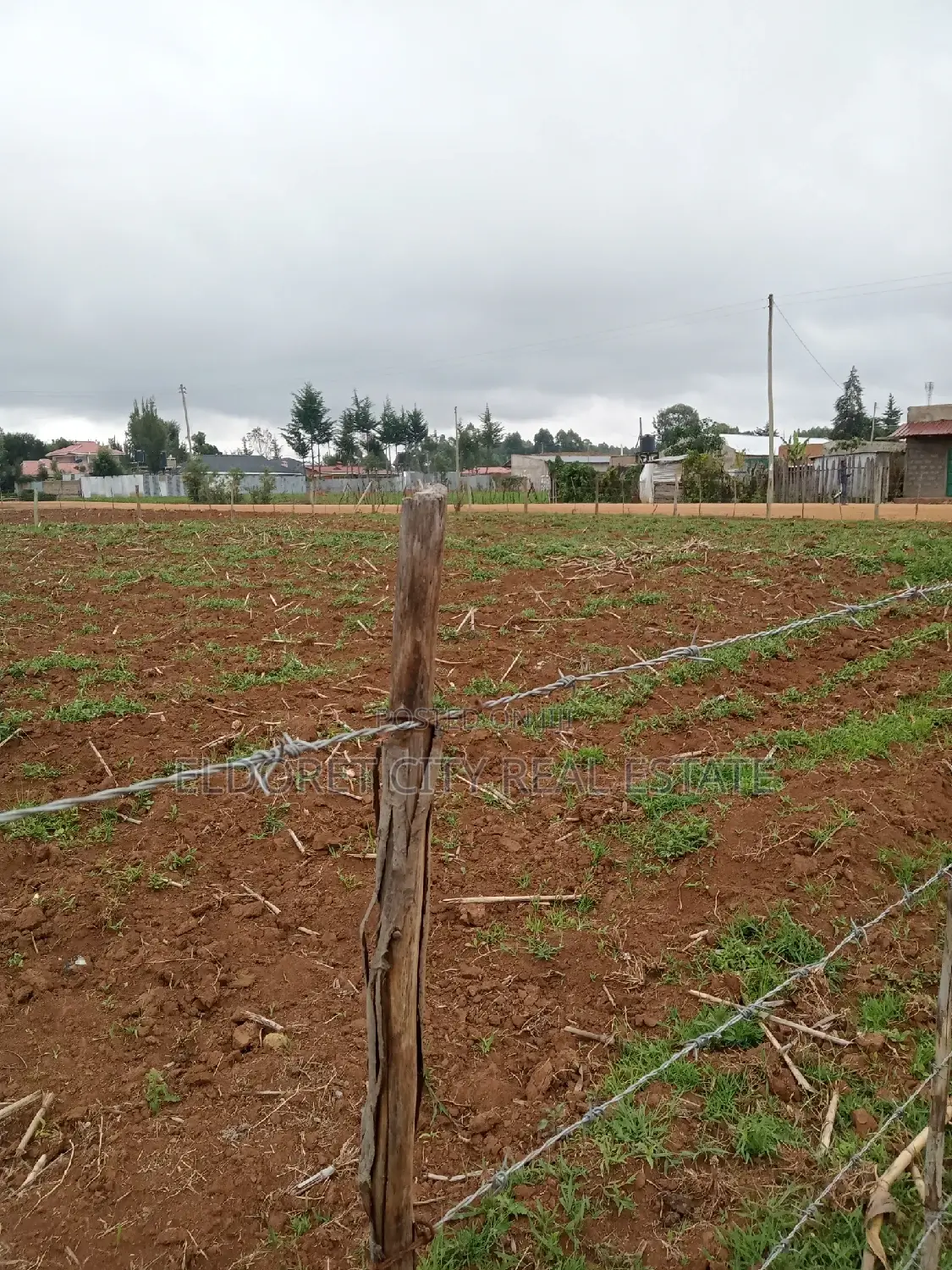 Outspan Orange Quarters: Fresh and Nutritious in Soy