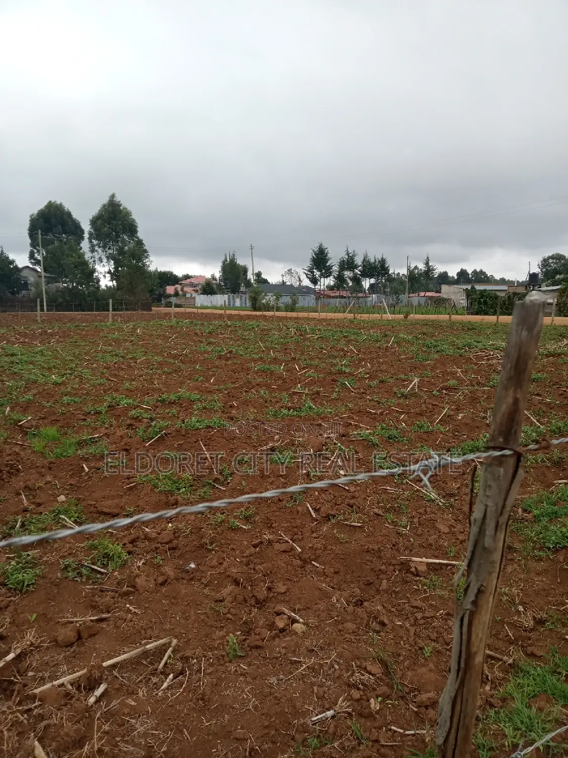 Outspan Orange Quarters: Fresh and Nutritious in Soy