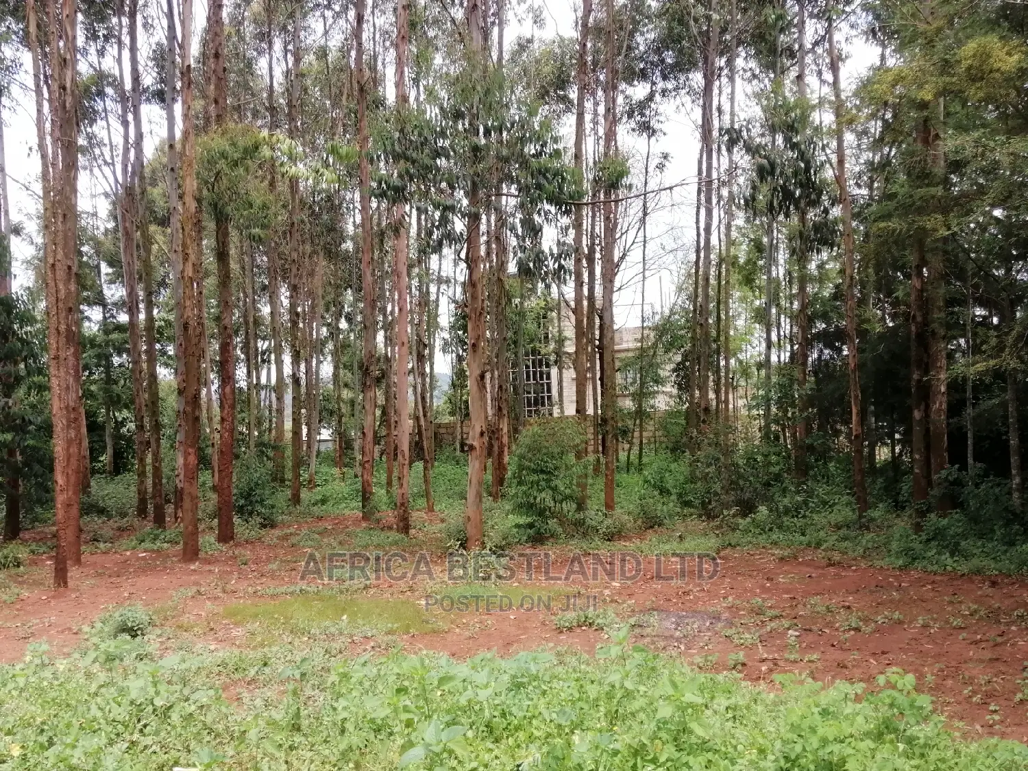 50x100 Ft Plot for Sale in Kikuyu Migumoini in Kikuyu