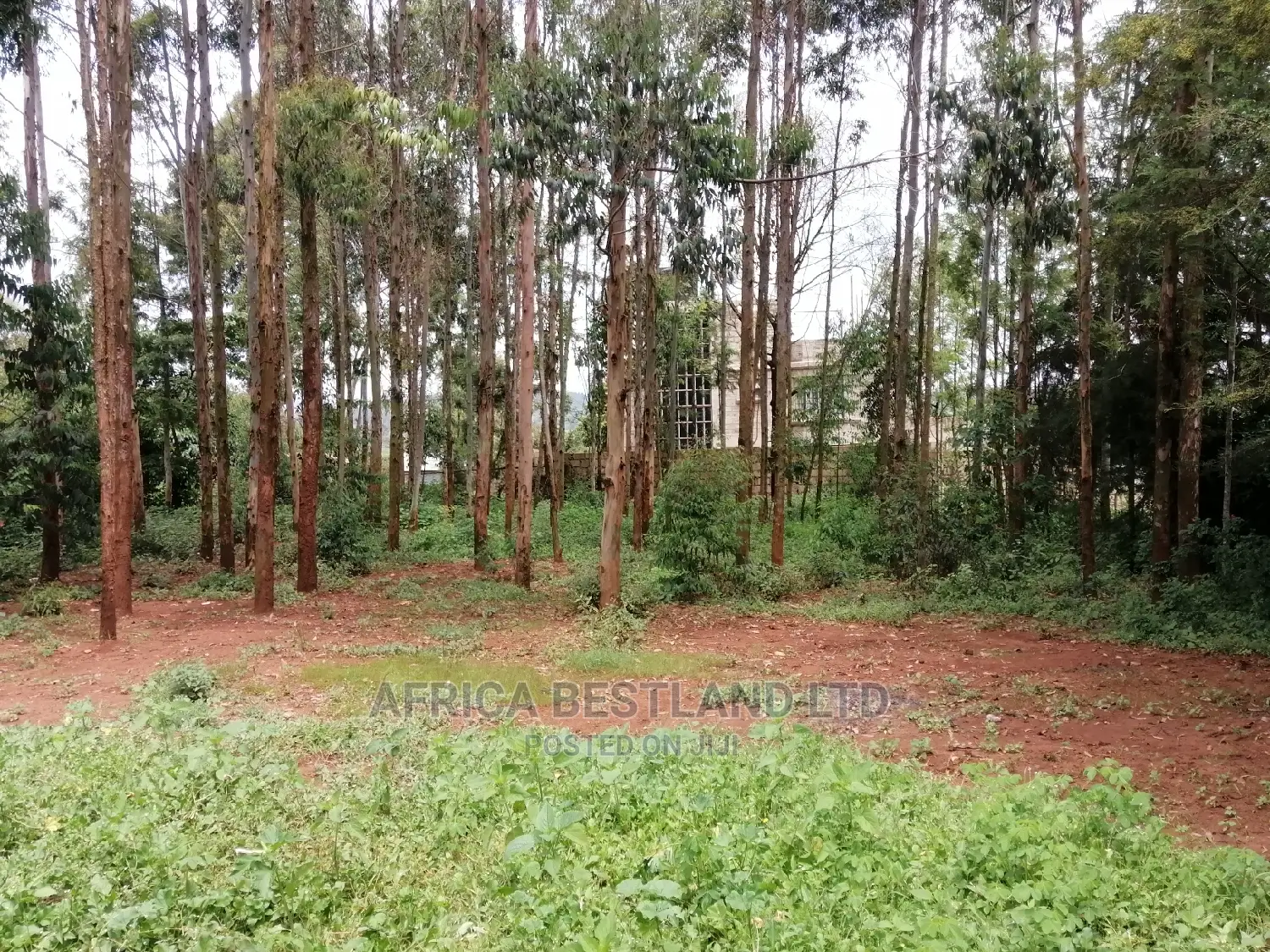 50x100 Ft Plot for Sale in Kikuyu Migumoini in Kikuyu
