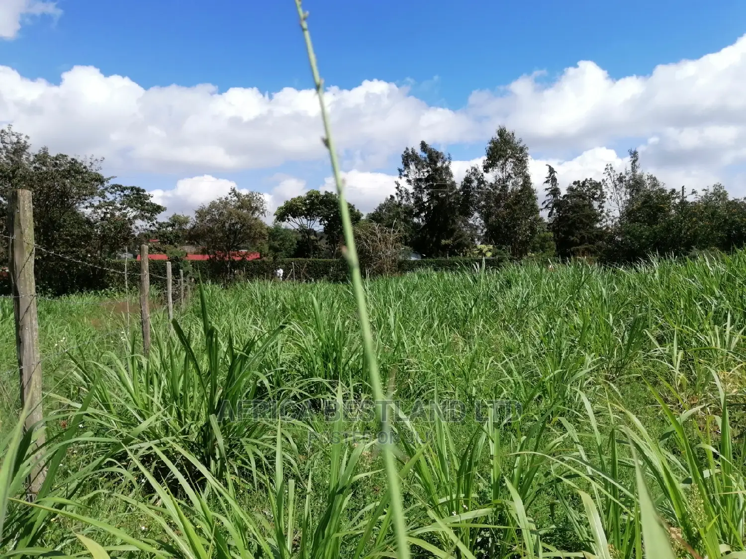 Residential 50x100 Ft Plot for Sale in Thigio Nguirubi in Kikuyu