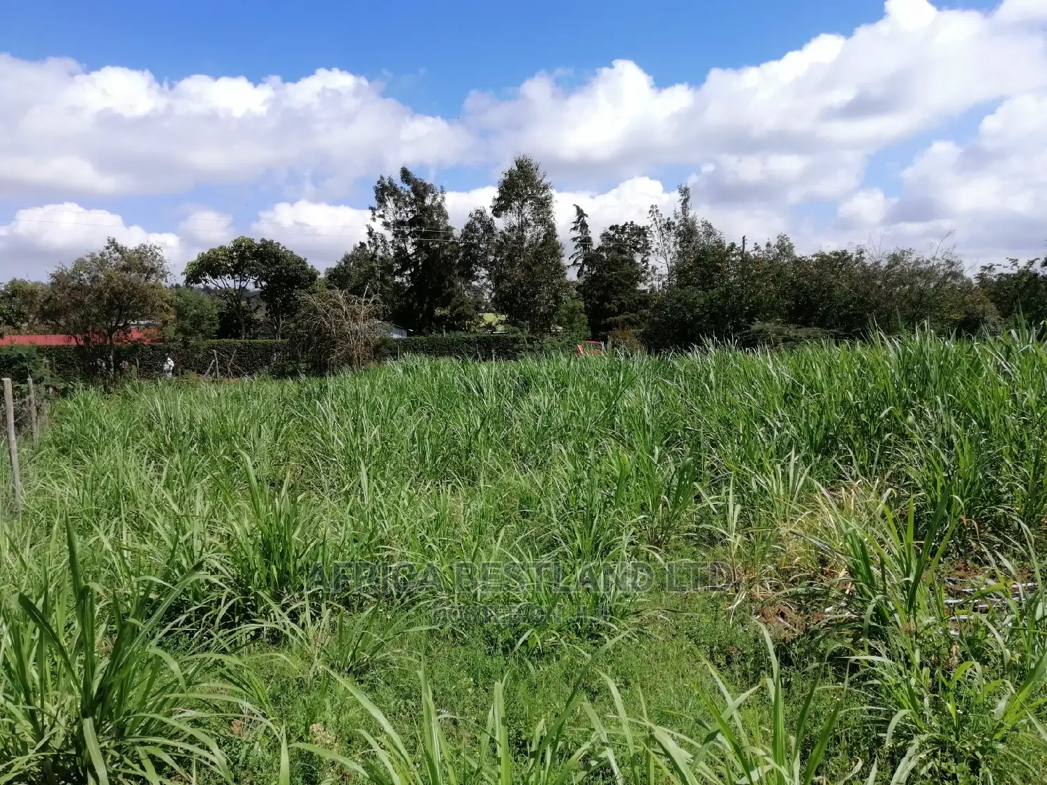 Residential 50x100 Ft Plot for Sale in Thigio Nguirubi in Kikuyu