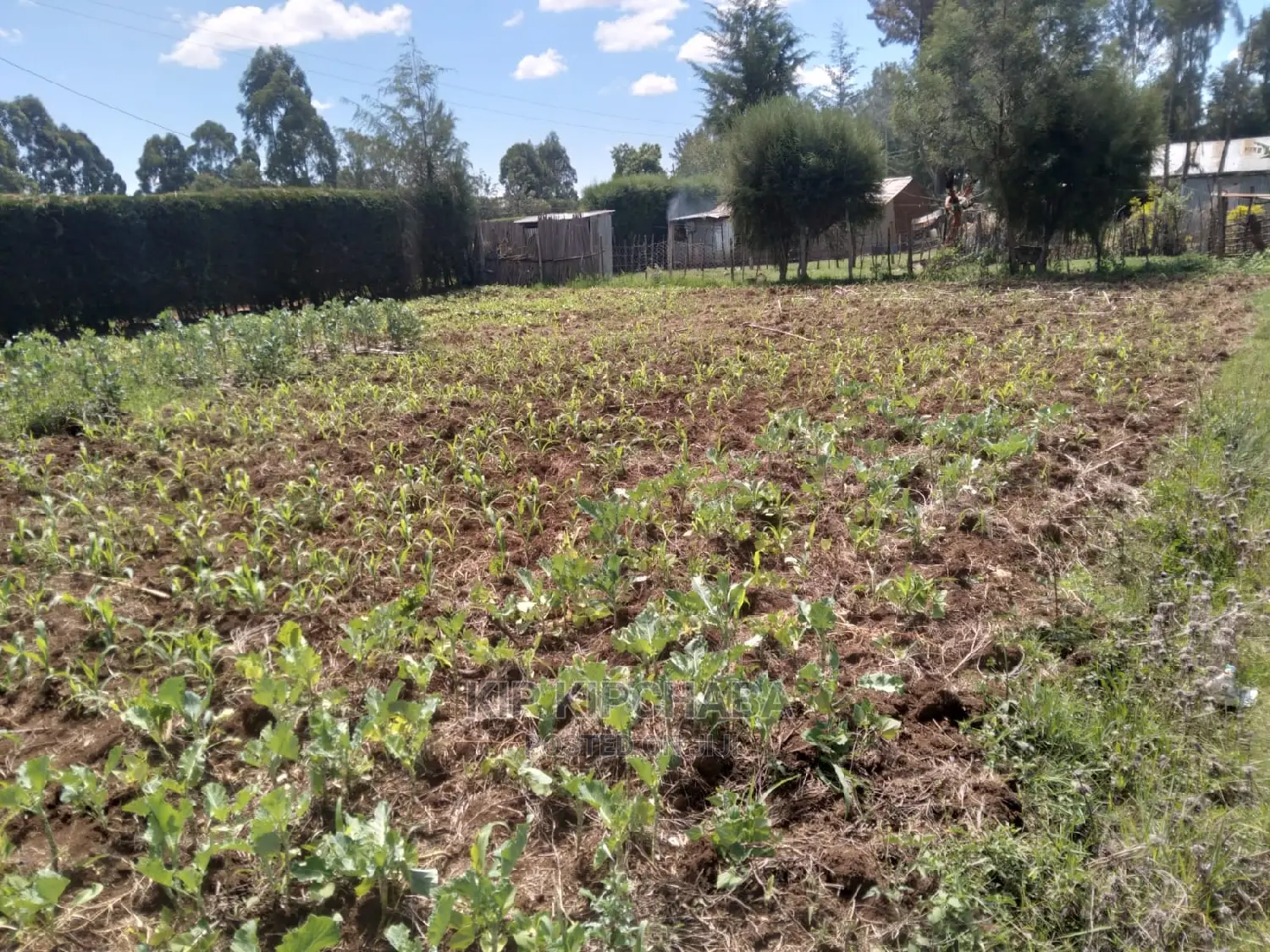 2-Bedroom Bungalow in Sought-after Sogomo, Kimumu - For Sale! in Kimumu