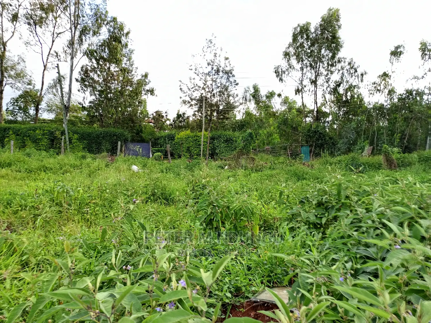 Exclusive Garden Estate on 5.5 Acres - Prime Real Estate for Sale in Nairobi Central
