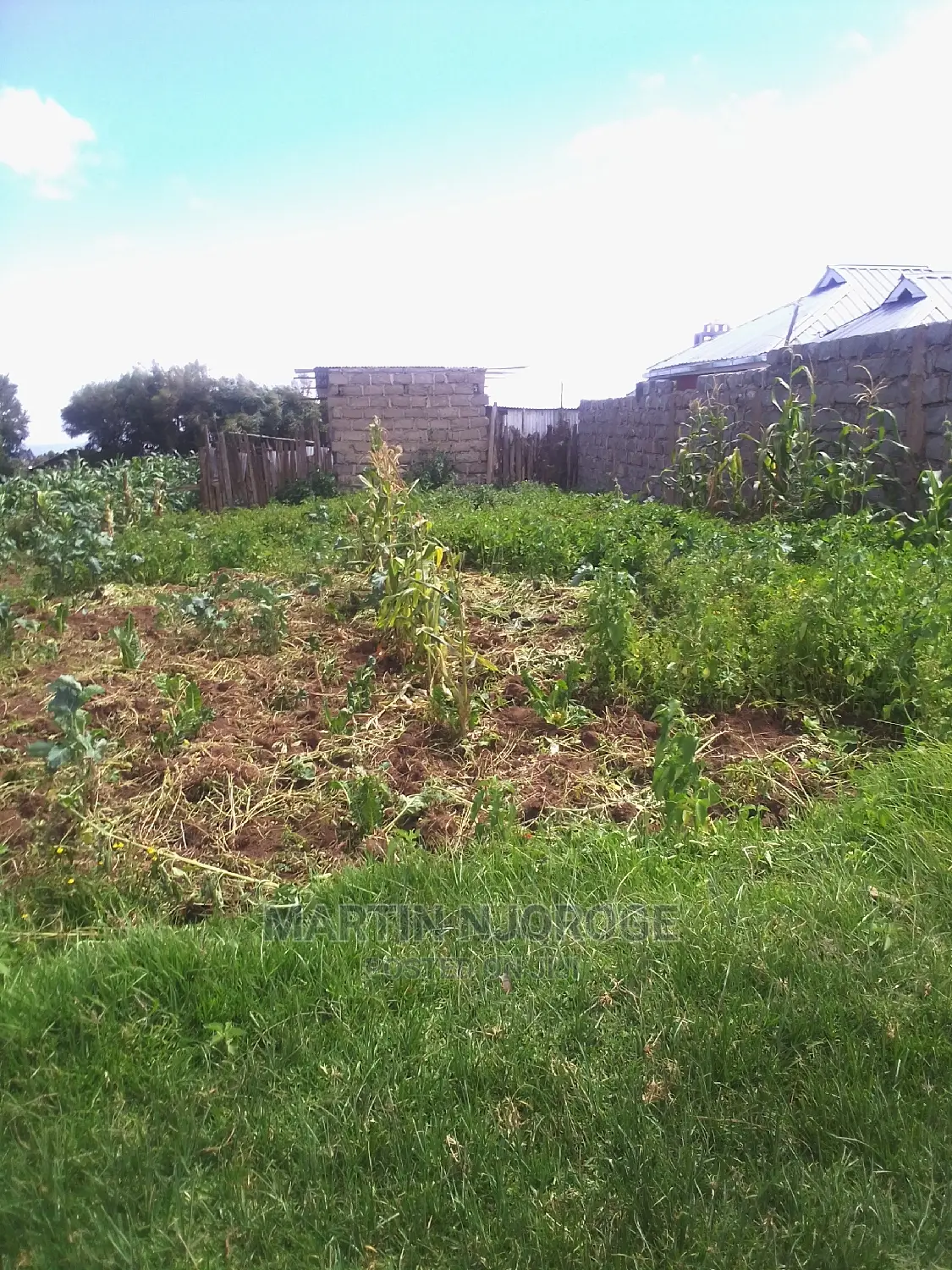 50 by 100 Acre Plot Kinungi in Naivasha East