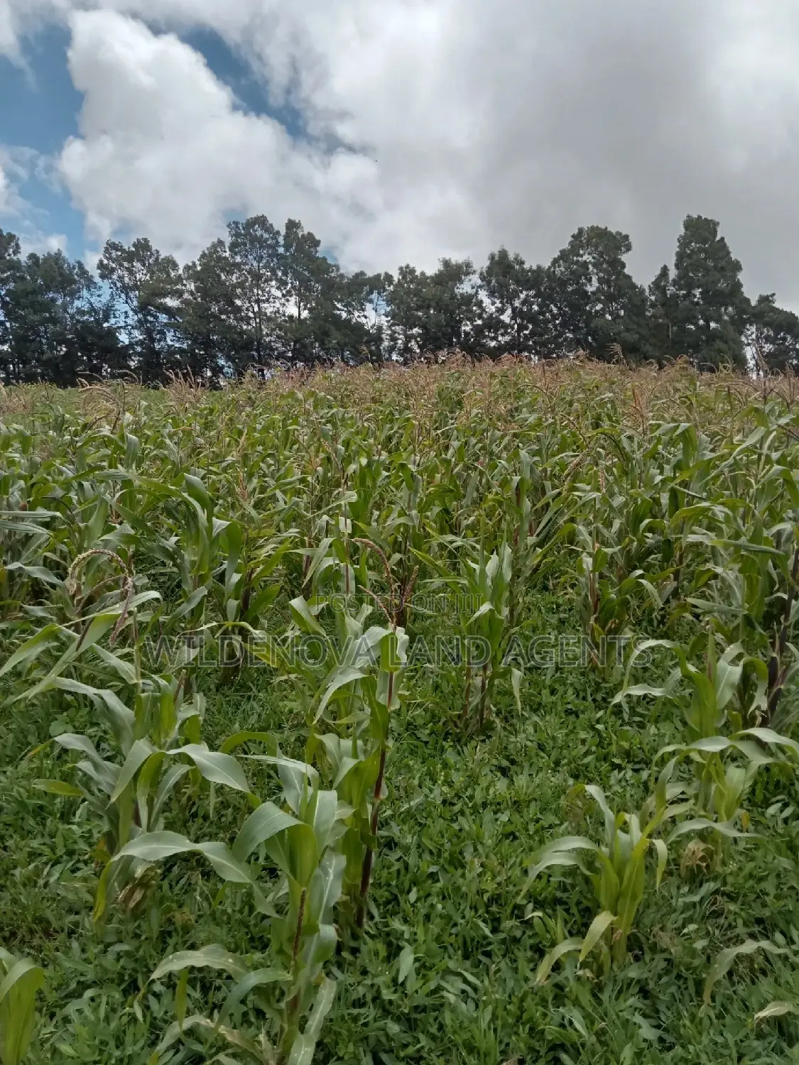 Flyover Naivasha Land for Sale - Affordable Prices in Magumu