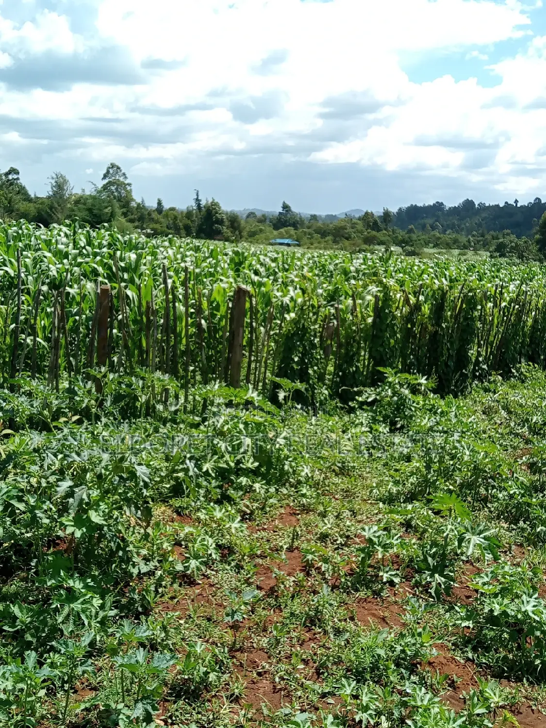 Affordable 2-Acre Land with Two Points Touching Tarmac in Kapseret in Soy