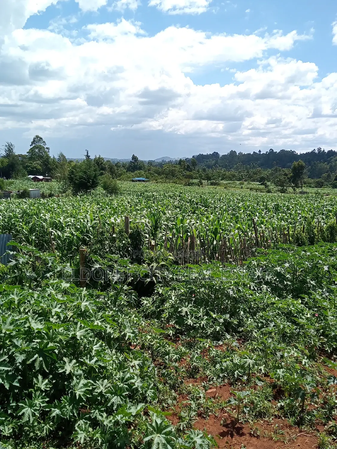 Affordable 2-Acre Land with Two Points Touching Tarmac in Kapseret in Soy