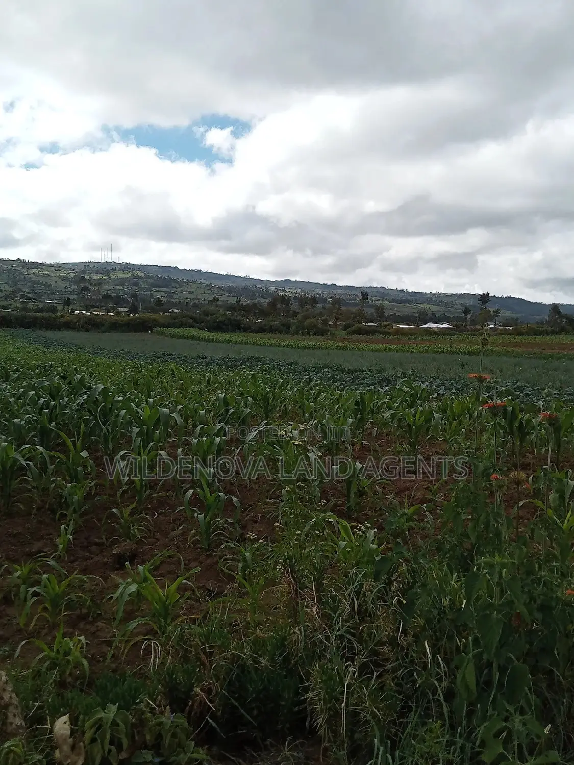 Affordable Land Sale in Naivasha Kiabogo in Naivasha