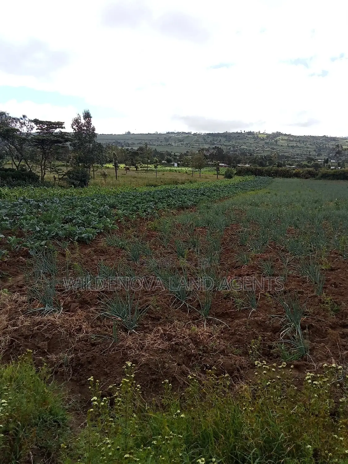 Affordable Land Sale in Naivasha Kiabogo in Naivasha