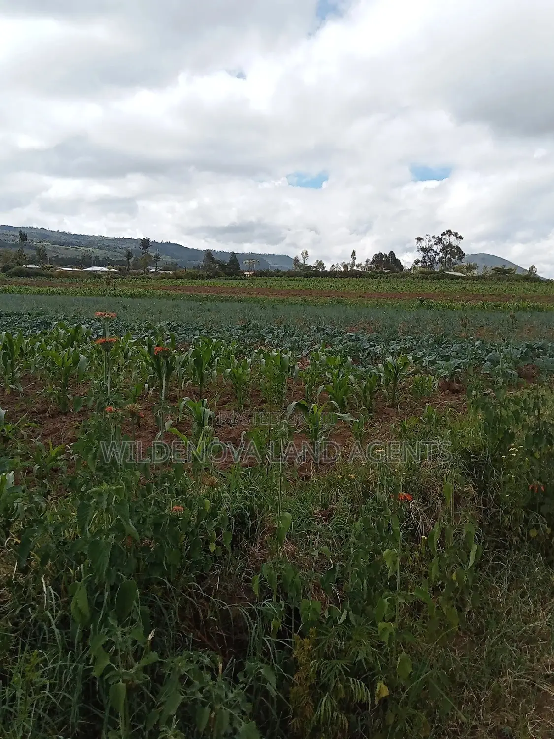 Affordable Land Sale in Naivasha Kiabogo in Naivasha