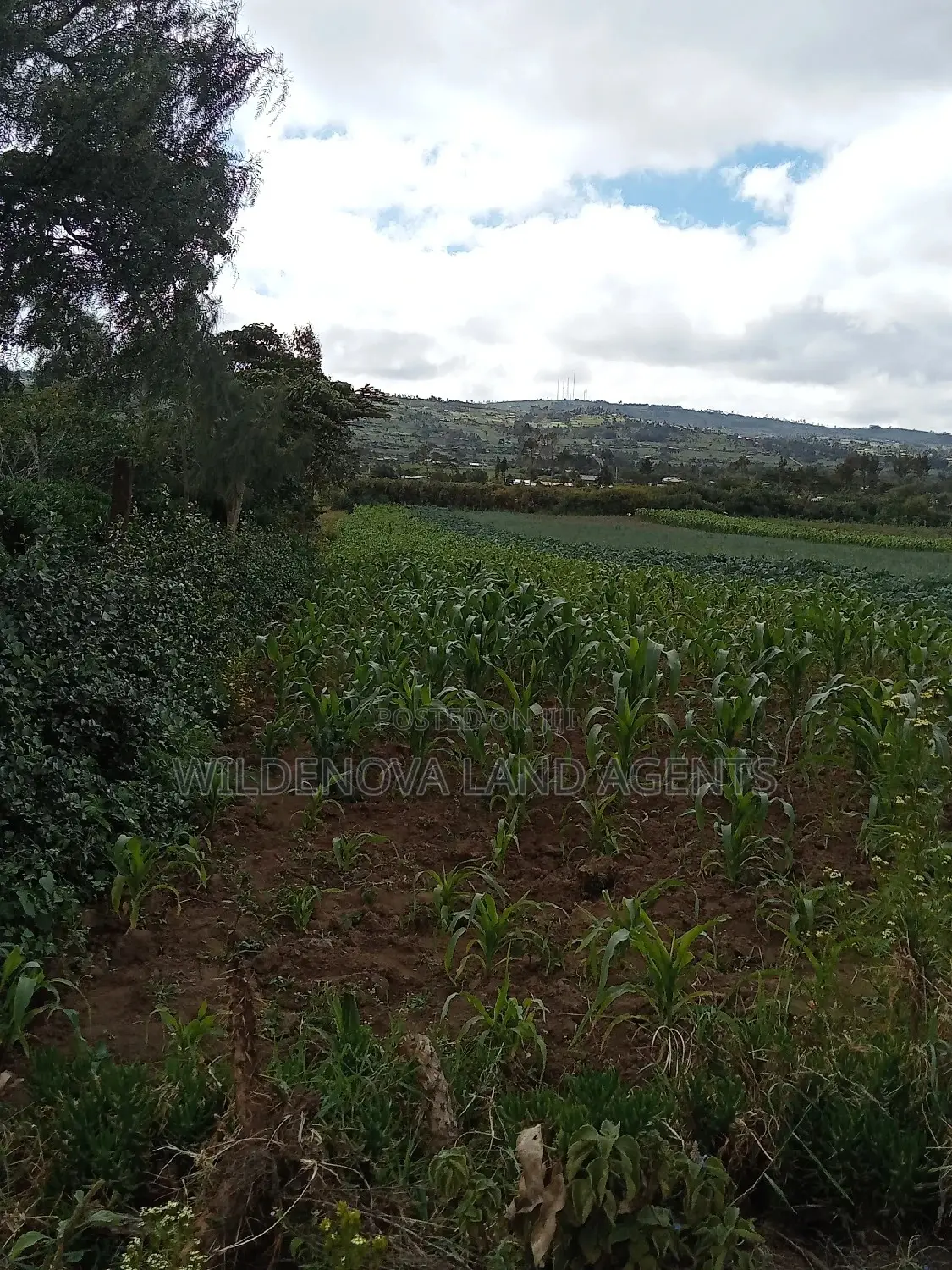 Affordable Land Sale in Naivasha Kiabogo in Naivasha