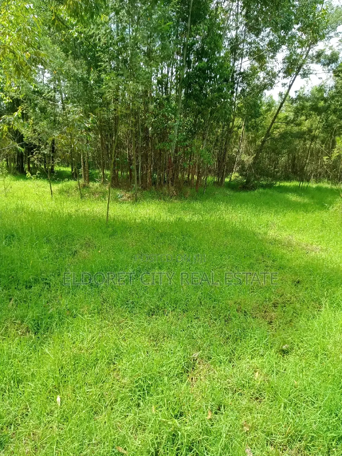 Selling 15 Acres of Land in Ngara, Nandi County - Farming Opportunity in Soy