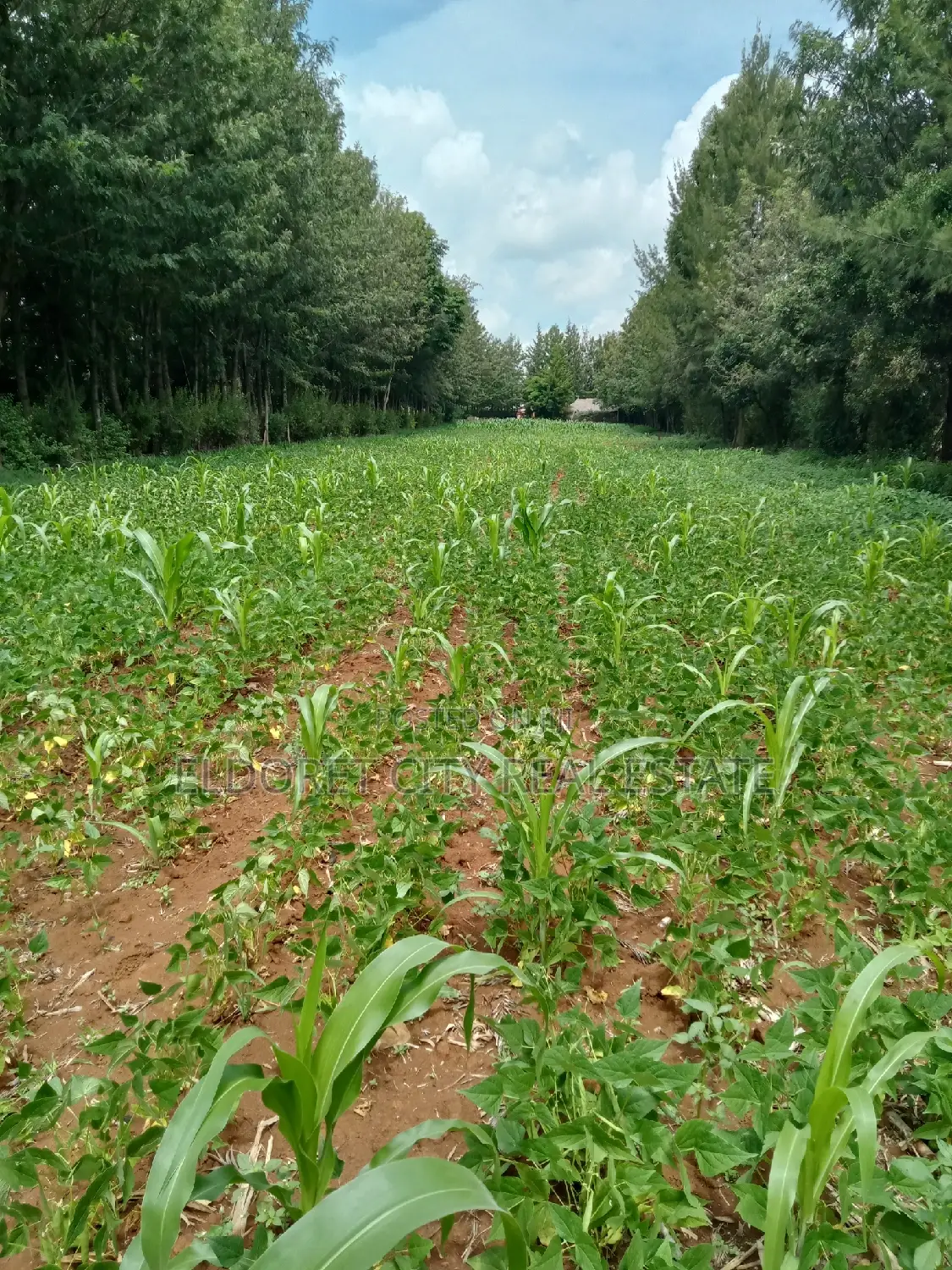 Residential 1/8 Plot in Kipkorgot - Tarmac Access - Ideal Investment in Eldoret CBD