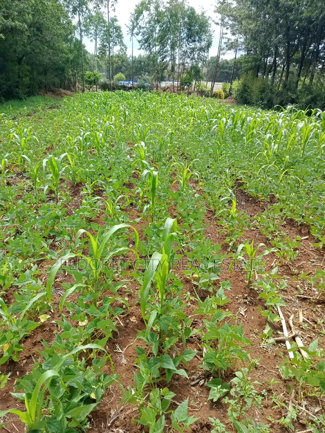 Residential 1/8 Plot in Kipkorgot - Tarmac Access - Ideal Investment in Eldoret CBD