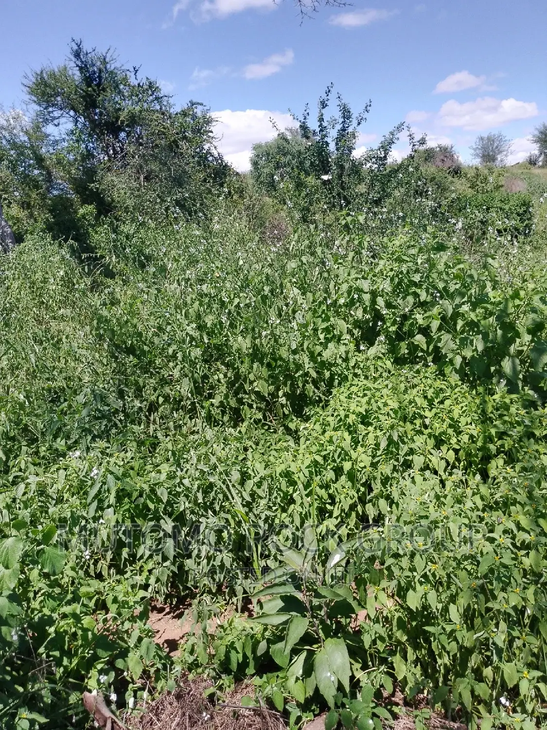 31acres for Sale in Mutomo