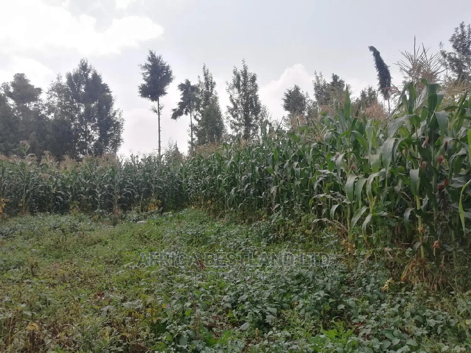 100x100 0.1ha Prime Residential Plot for Sale Kikuyu Ondiri in Kikuyu