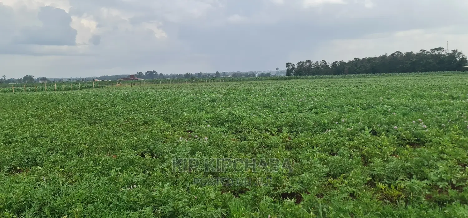 Affordable 1-Acre Plot for Sale in Kimumu Marura, Eldoret in Kimumu