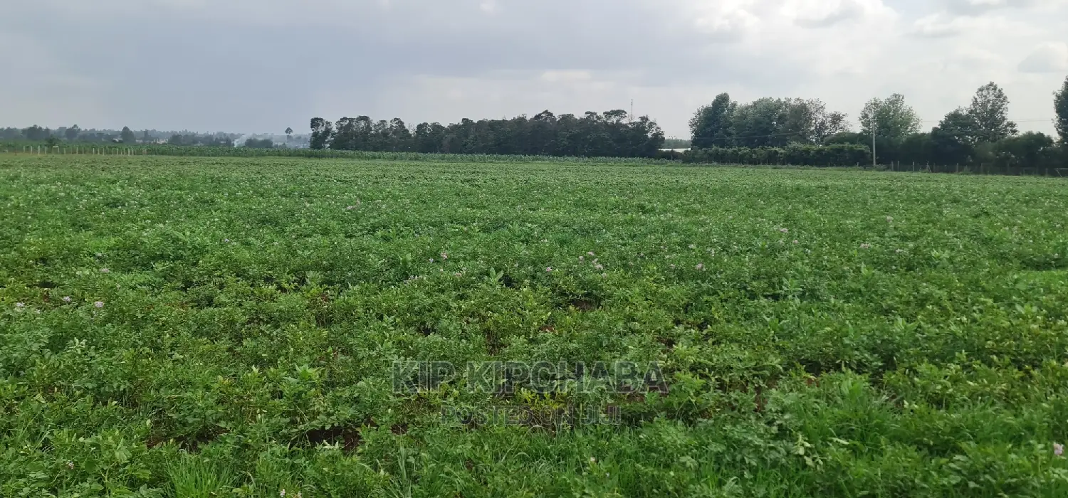 Prime 35-Acre Land for Sale in Marura, Near Kimumu, Eldoret in Kimumu