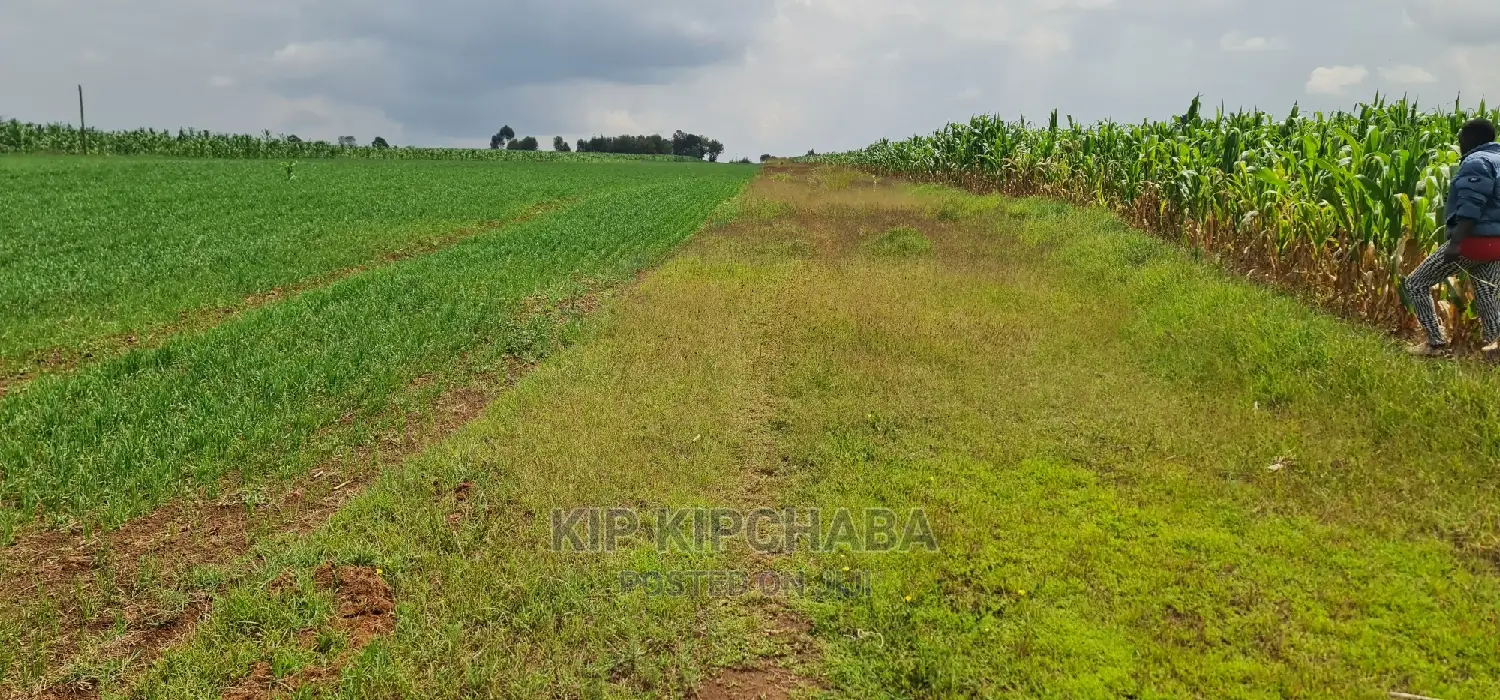 Prime 35-Acre Land for Sale in Marura, Near Kimumu, Eldoret in Kimumu