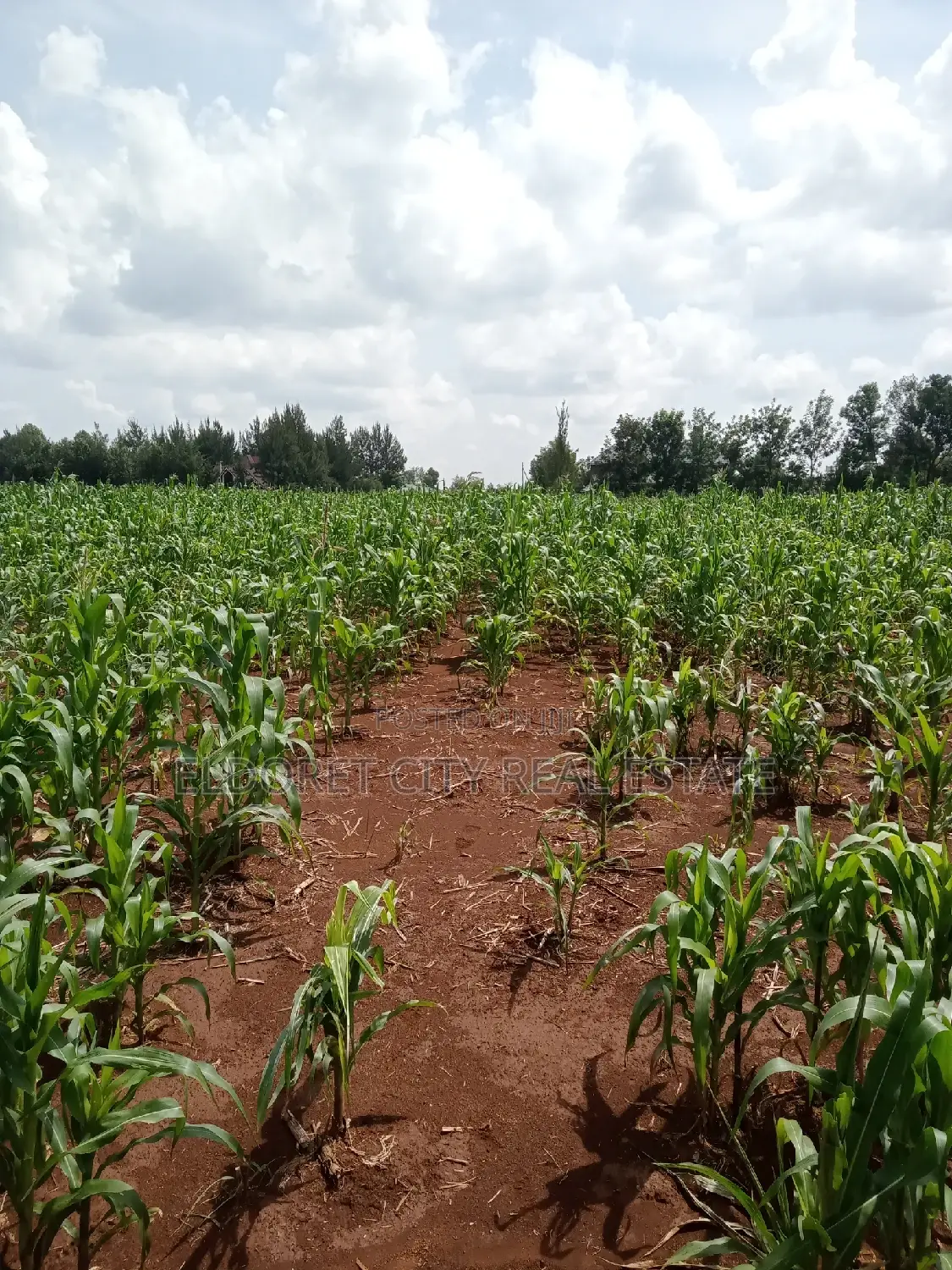 Elgonview Upper acreage: One acre land for sale, stunning Elgon views in Eldoret CBD