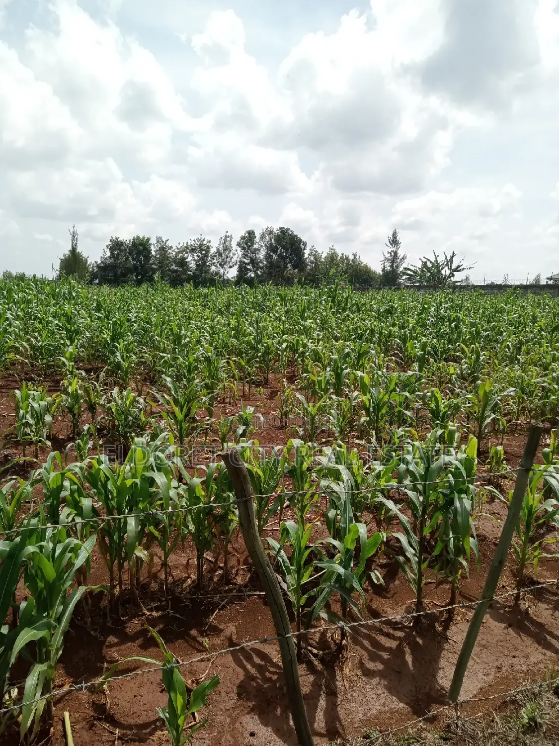 Elgonview Upper acreage: One acre land for sale, stunning Elgon views in Eldoret CBD