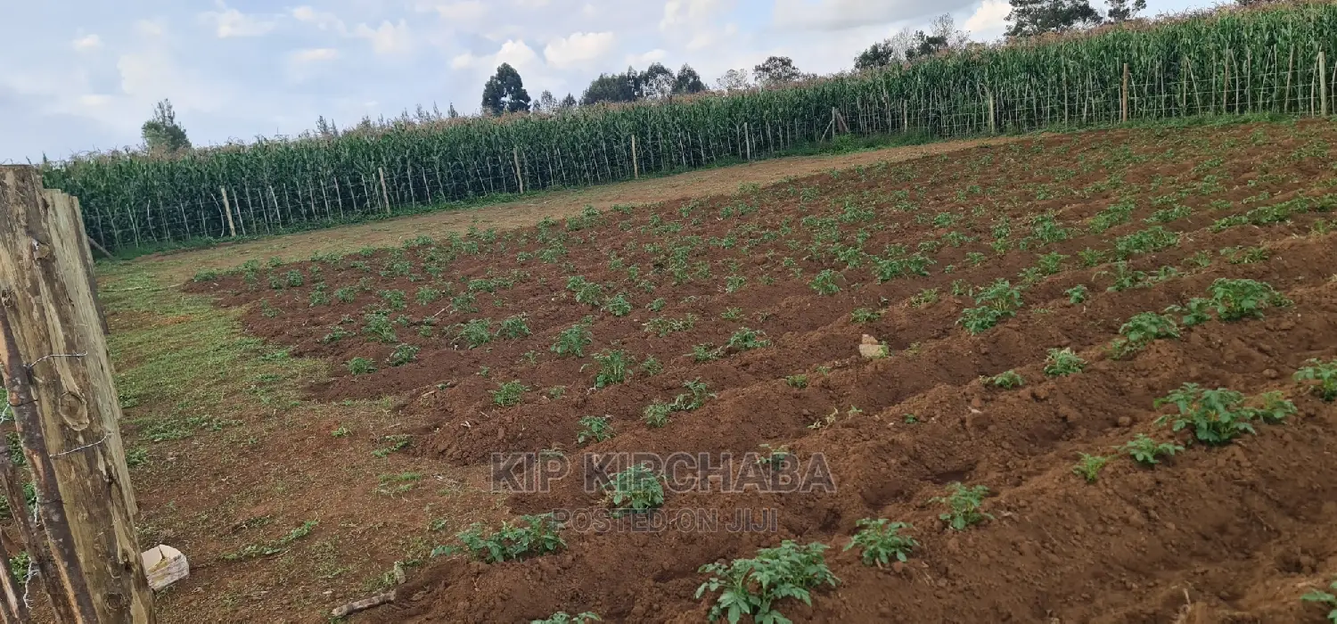 Affordable 1/4 Acre Plot for Sale in Royalton Annex, Eldoret in Racecourse