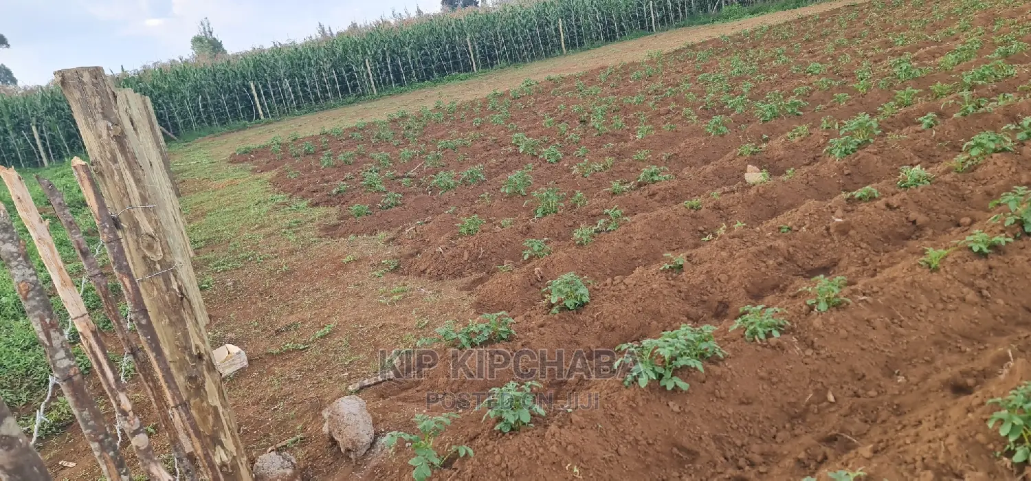 Affordable 1/4 Acre Plot for Sale in Royalton Annex, Eldoret in Racecourse