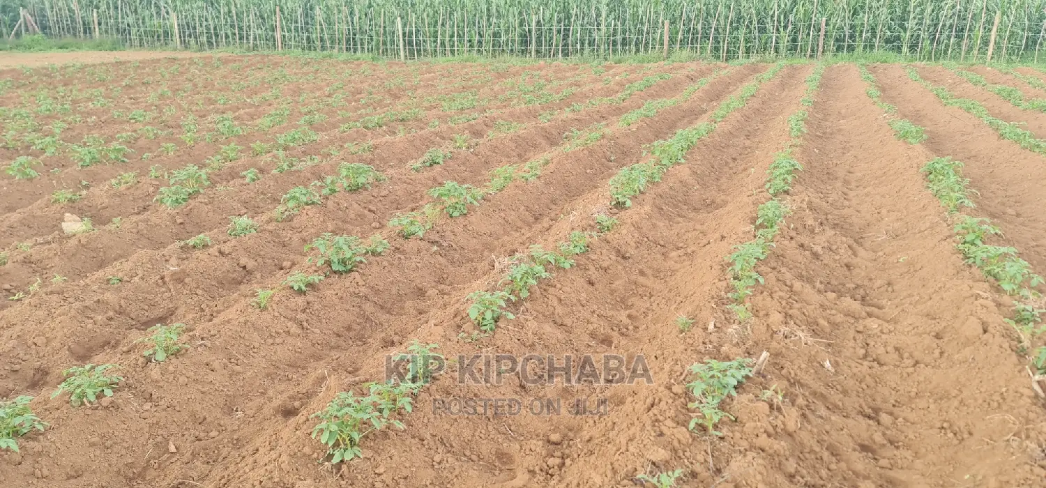 Affordable 1/4 Acre Plot for Sale in Royalton Annex, Eldoret in Racecourse