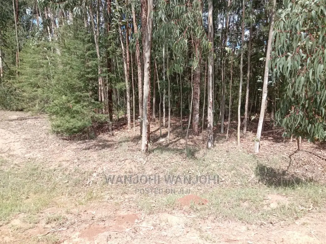 Premium 50x100 Forested Land - Ideal Investment in Nyahururu