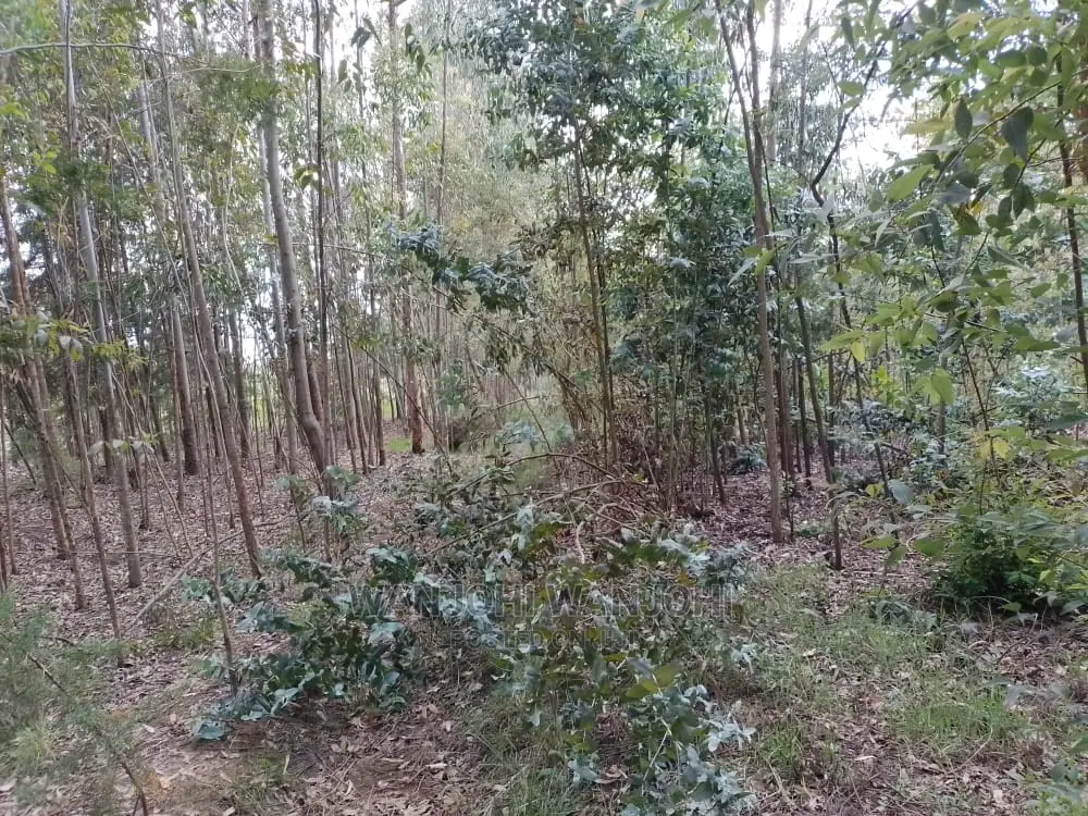 Premium 50x100 Forested Land - Ideal Investment in Nyahururu