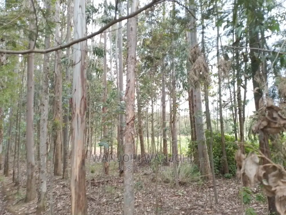 Premium 50x100 Forested Land - Ideal Investment in Nyahururu