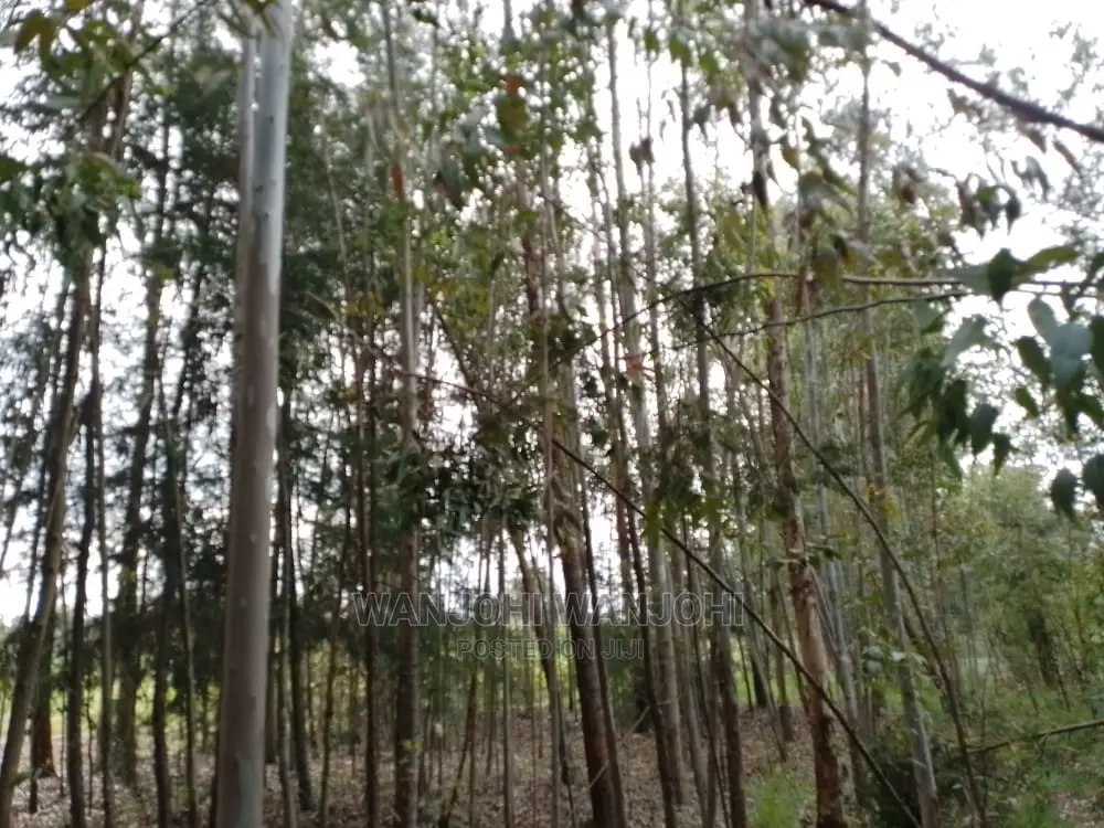Premium 50x100 Forested Land - Ideal Investment in Nyahururu