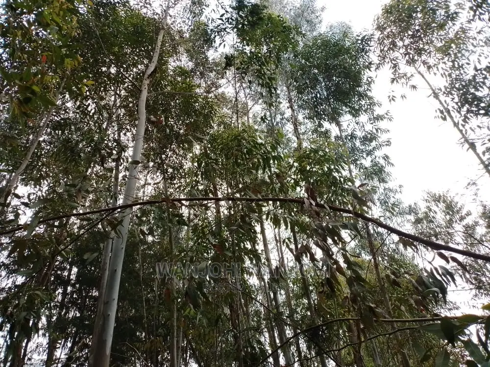 Premium 50x100 Forested Land - Ideal Investment in Nyahururu