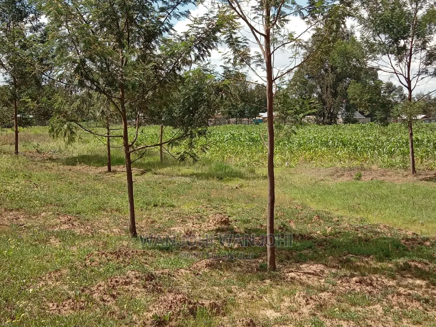 Ideal 50x100 Plots Near Tarmac in Nyandarua for Investment in Thika