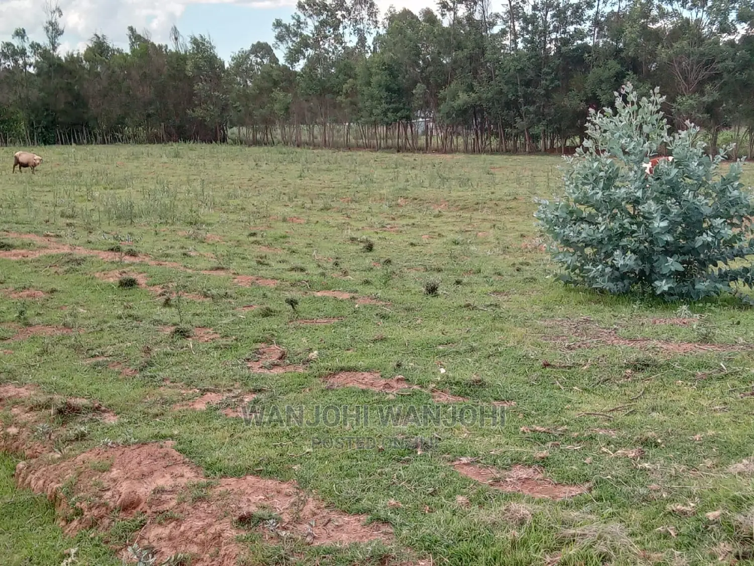  High-quality 50x100 plots in Nyandarua - ideal for real estate ventures in Karau