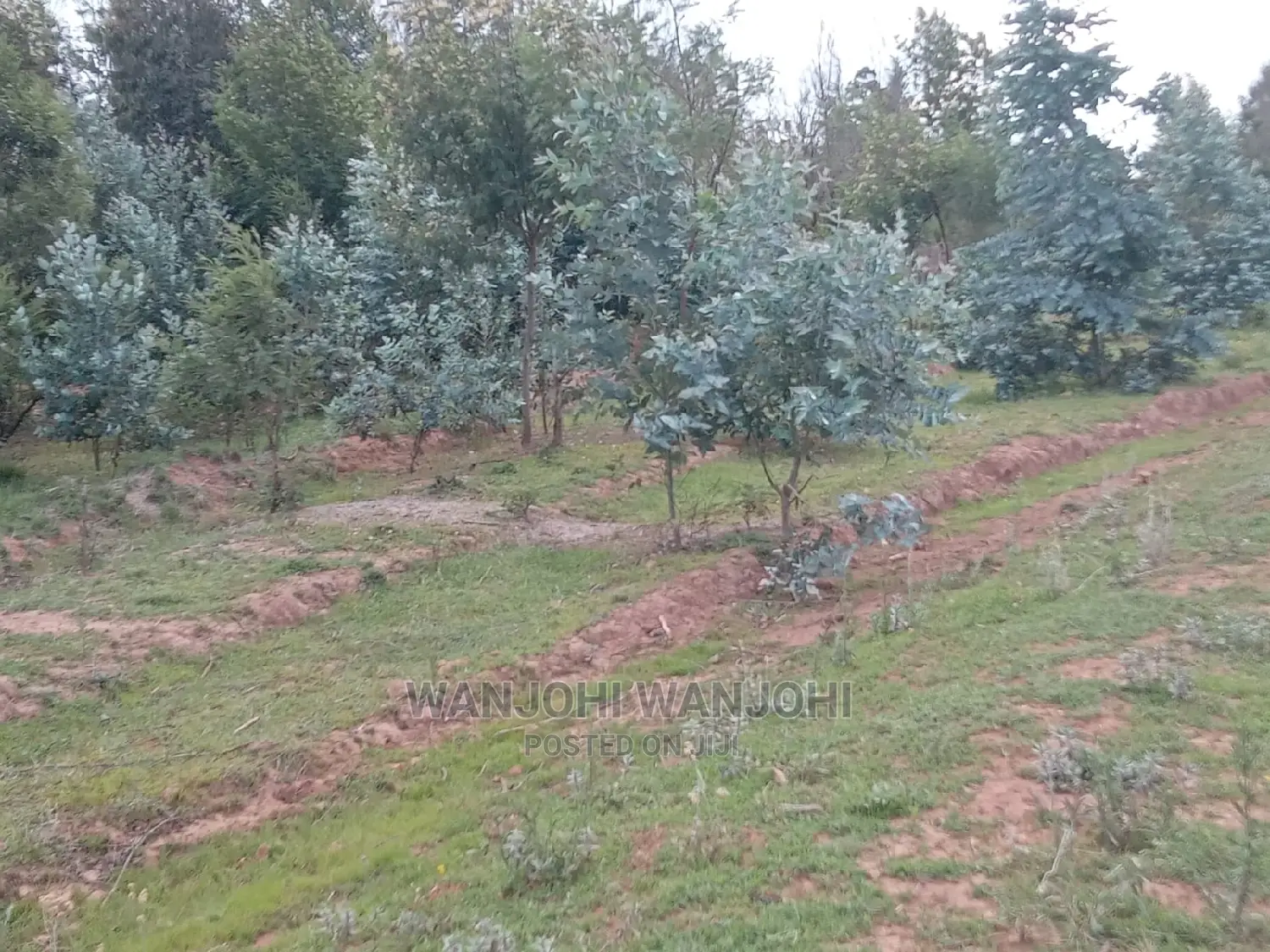 Invest in Nyandarua: Unique Land Opportunities Await! in Nakuru Town West