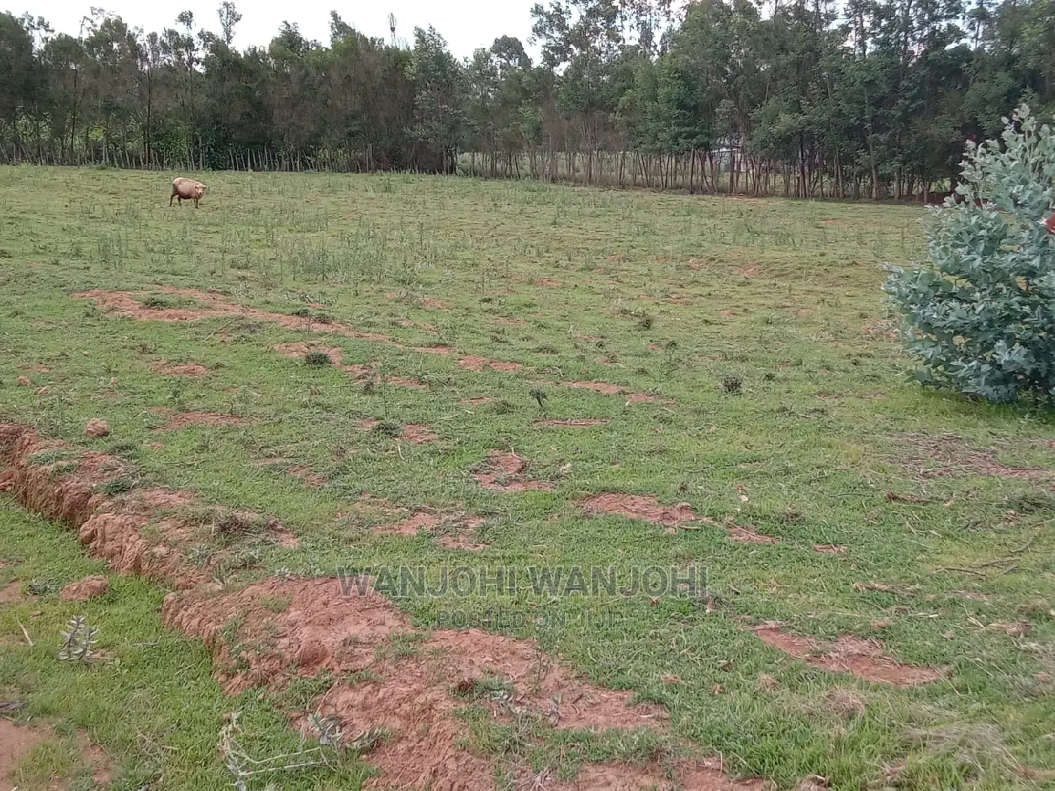 Invest in Nyandarua: Unique Land Opportunities Await! in Nakuru Town West