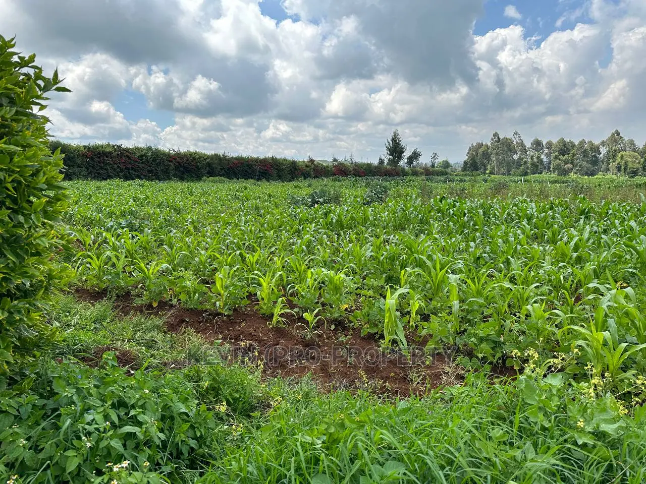 1 Acre Residential Property in Rironi - Close Proximity to Tilisi Estate in Limuru