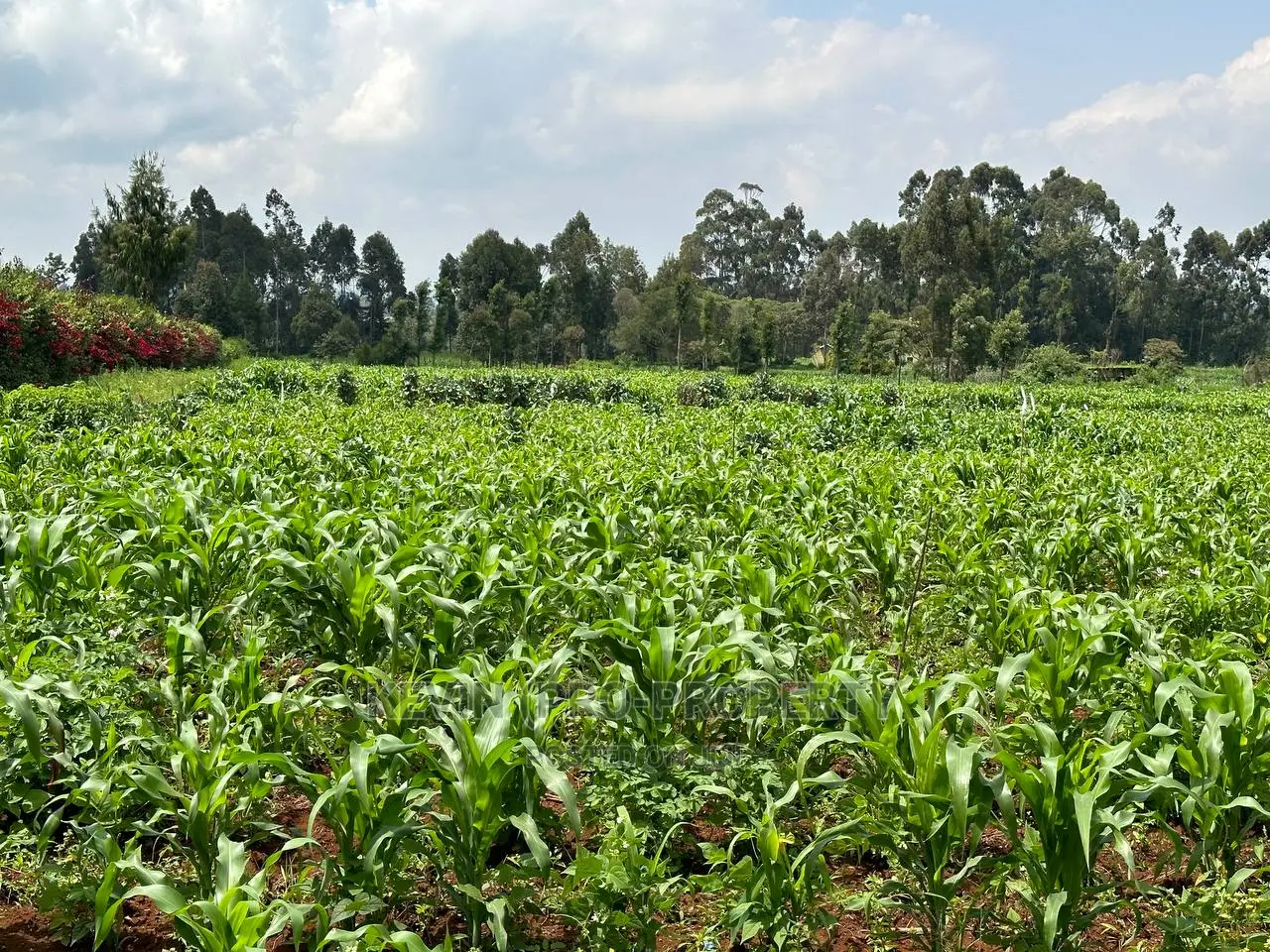 1 Acre Residential Property in Rironi - Close Proximity to Tilisi Estate in Limuru